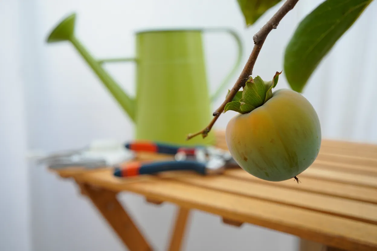 Un kaki pas mûr sur une branche